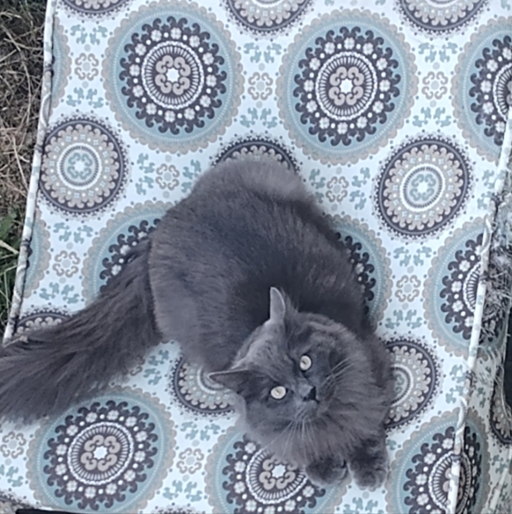 Meet your Posher, Shauna - Picture 4 of 9